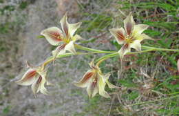 Imagem de Gladiolus longicollis subsp. longicollis