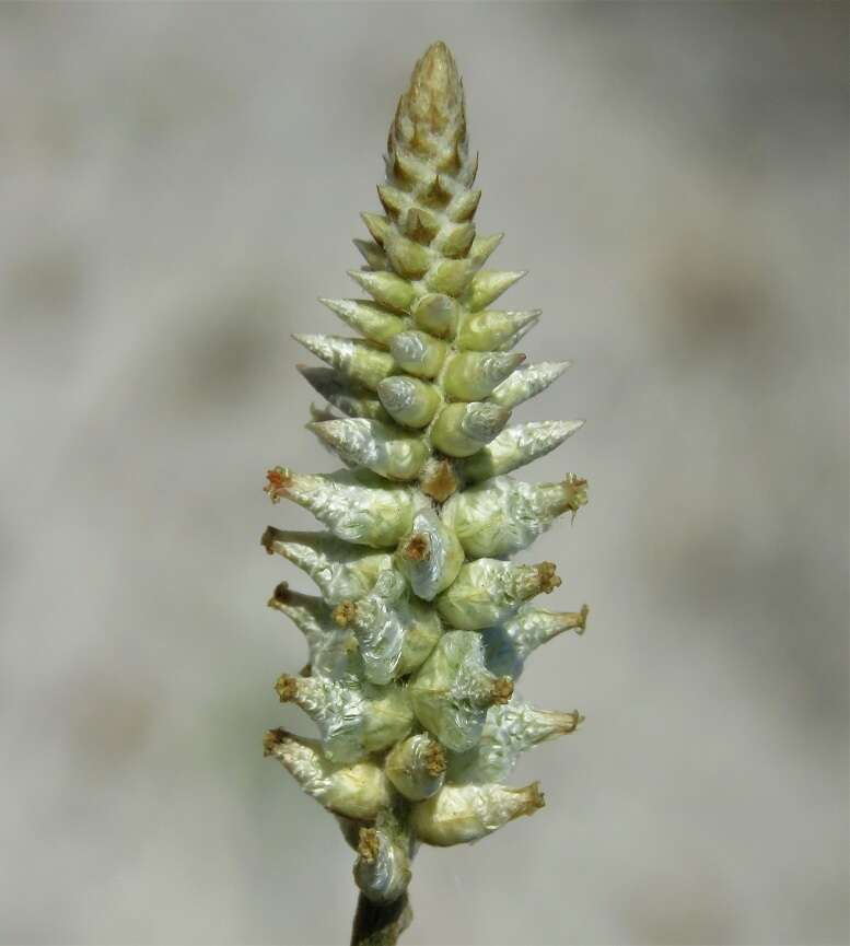 Image of plains snakecotton