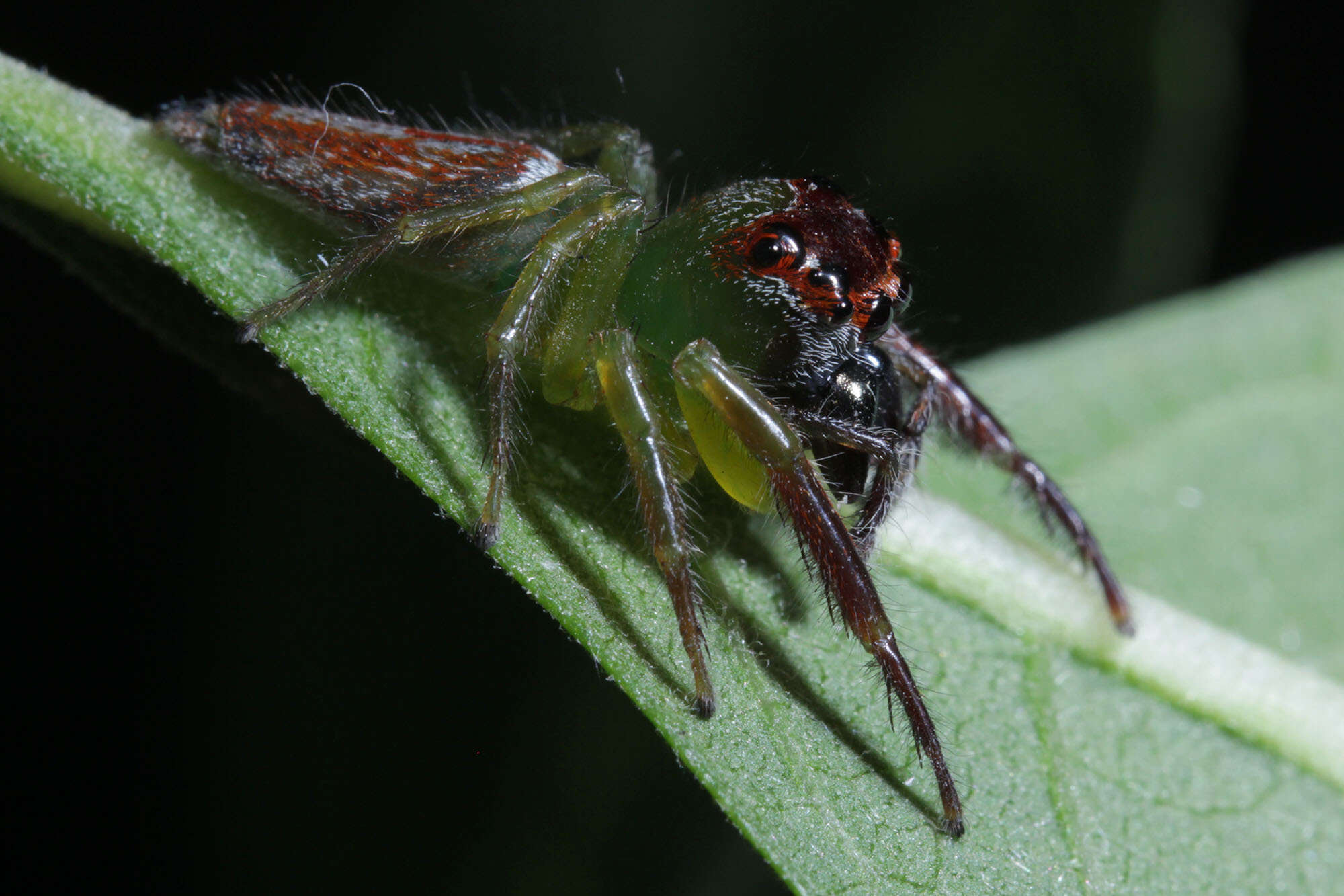 Artabrus erythrocephalus (C. L. Koch 1846) resmi