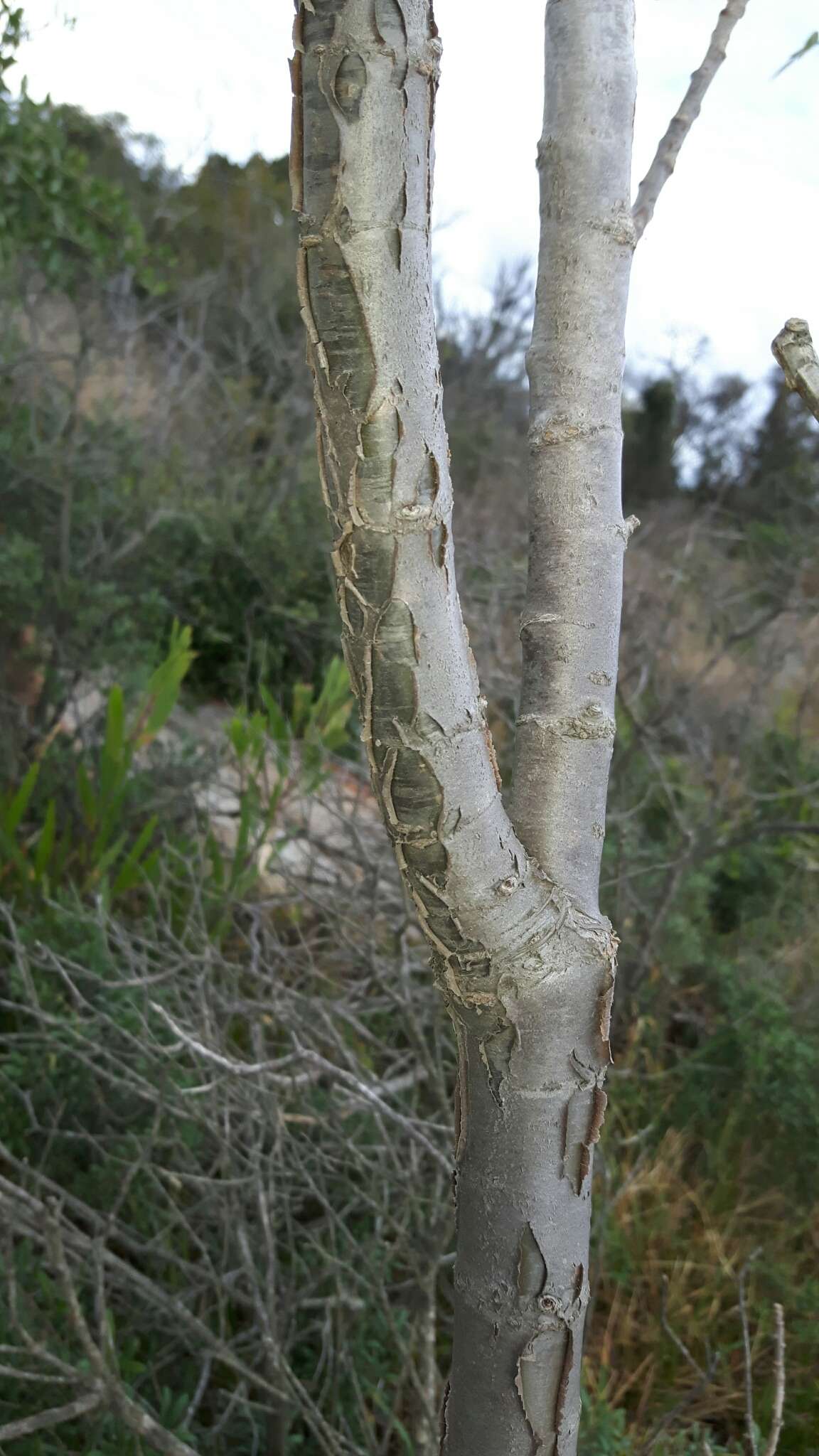 Image of Heteromorpha arborescens var. abyssinica (Hochst. ex Rich.) H. Wolff