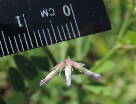 Слика од Vicia ludoviciana Nutt.