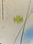 Image of Micrasterias pinnatifida