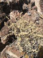 Image of Utah butterflybush