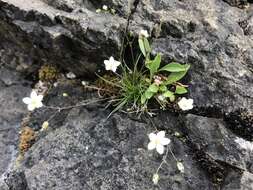 Image of knotted pearlwort