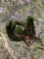 Image of blackmat splashzone moss