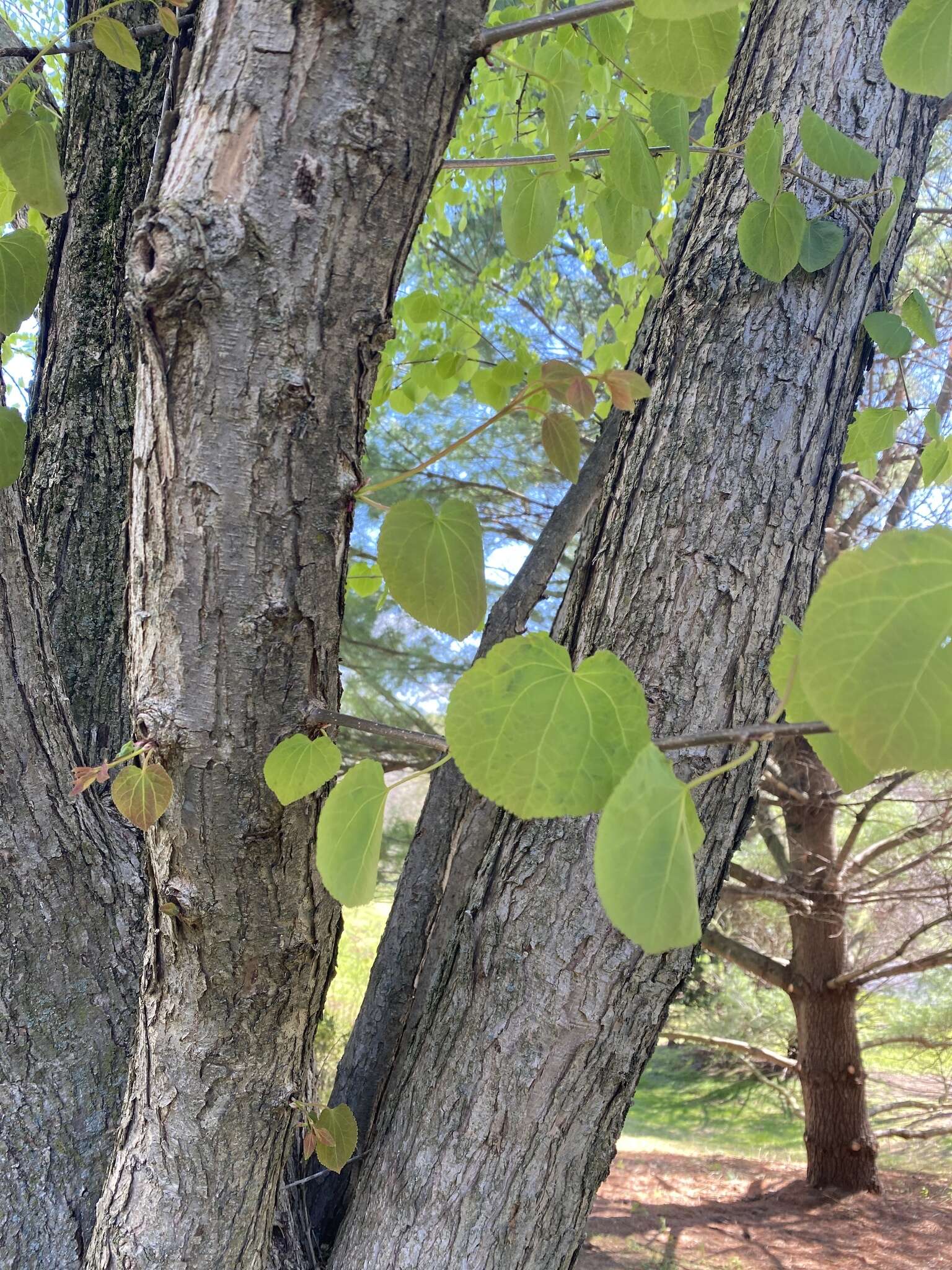 Image of katsura tree family