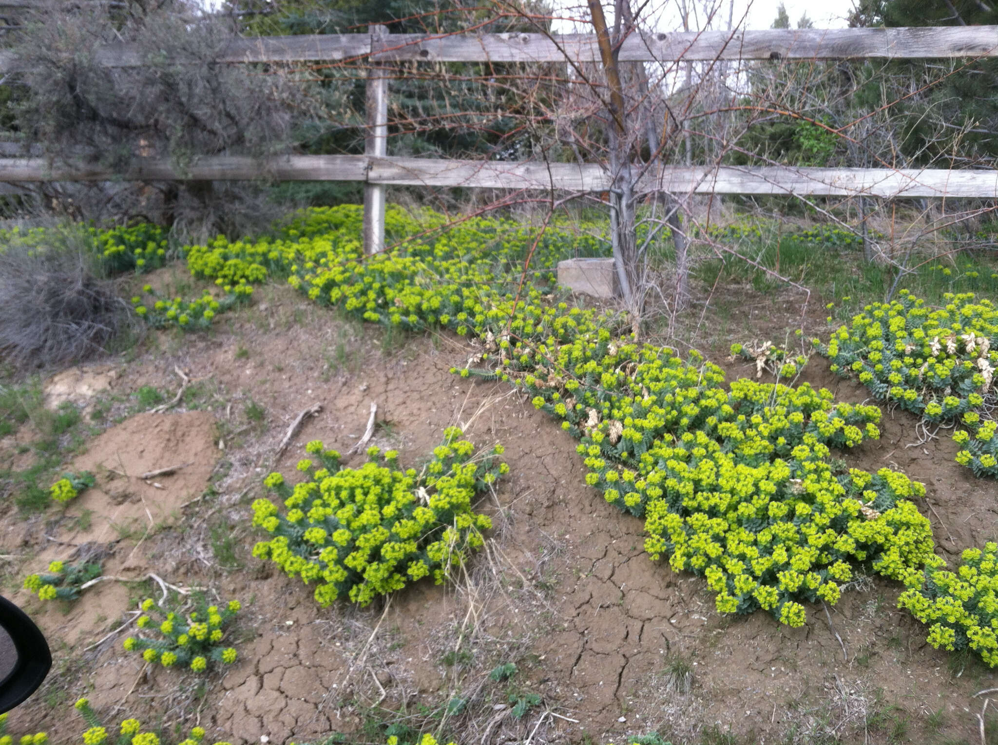 Image of myrtle spurge