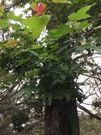 Image of Chinese Sweetgum