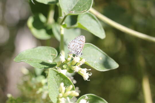 Image of <i>Leptotes <i>cassius</i></i> cassius