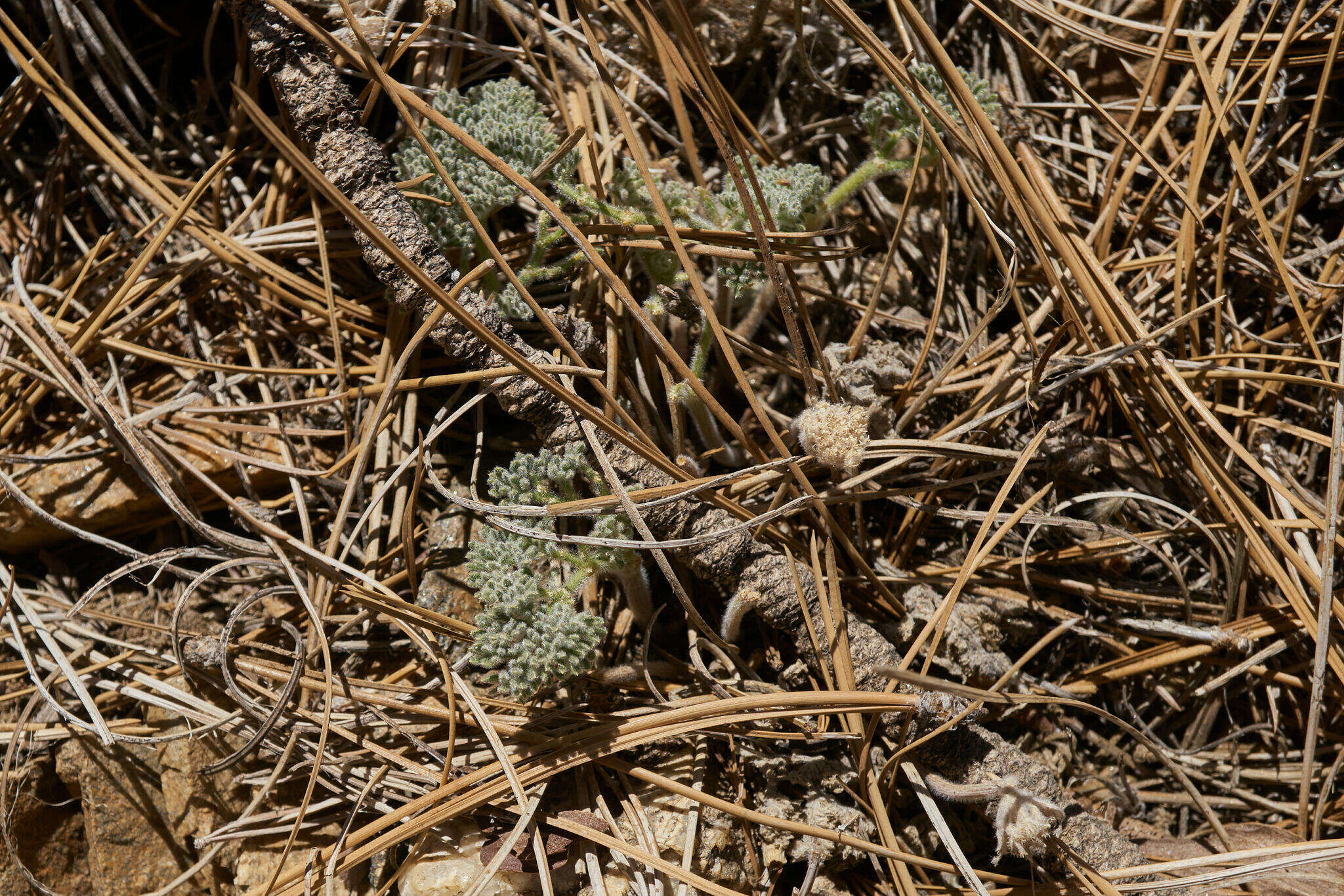 Image of woolly mountainparsley