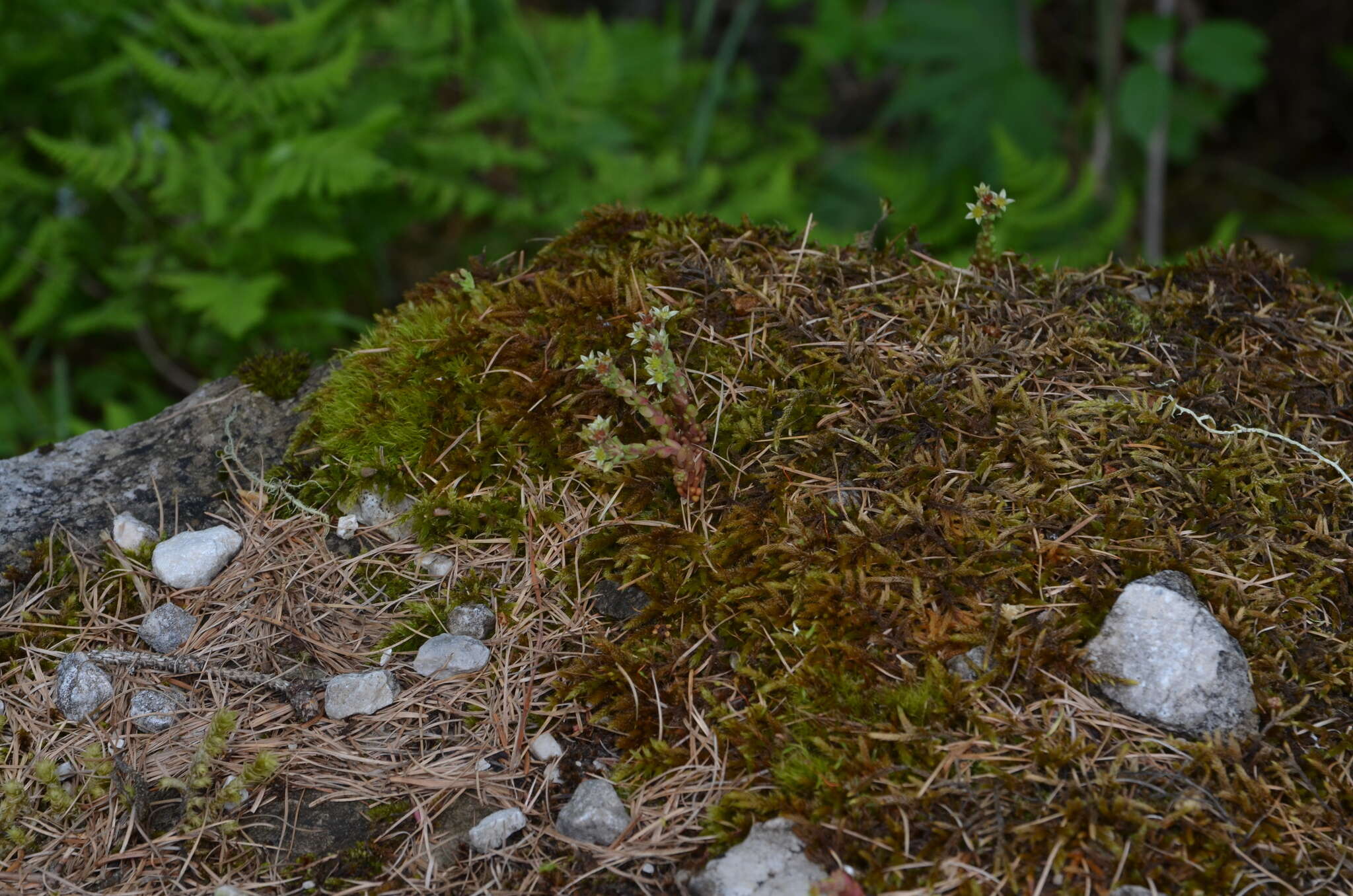 Слика од Sedum atratum L.