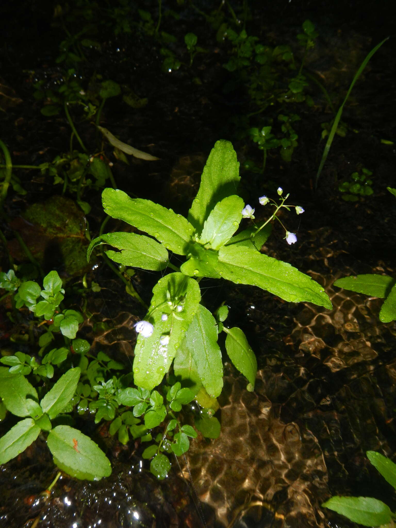 Image of American speedwell