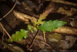 Image of Elattostachys nervosa (F. Müll.) Radlk.