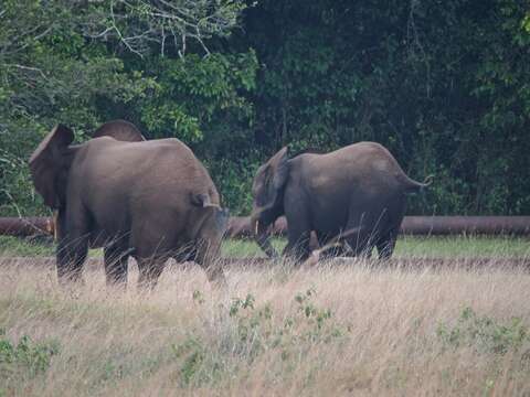 Image of African forest elephant