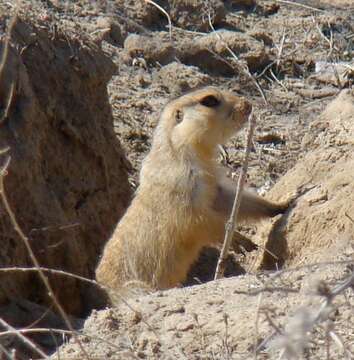 Image of Yellow Ground Squirrel