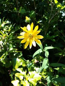 Слика од Helianthus hirsutus Rafin.