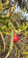 Image of Santalum acuminatum (R. Br.) A. DC.