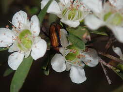 Image of Phyllotocus scutellaris MacLeay 1864