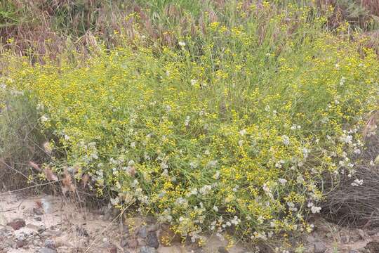 Image of Senecio angustifolius (Thunb.) Willd.