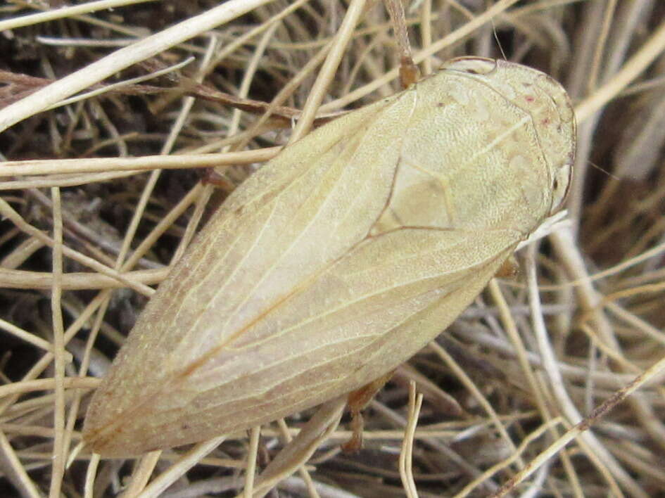 Слика од Atuphora stictica (Matsumura 1903)