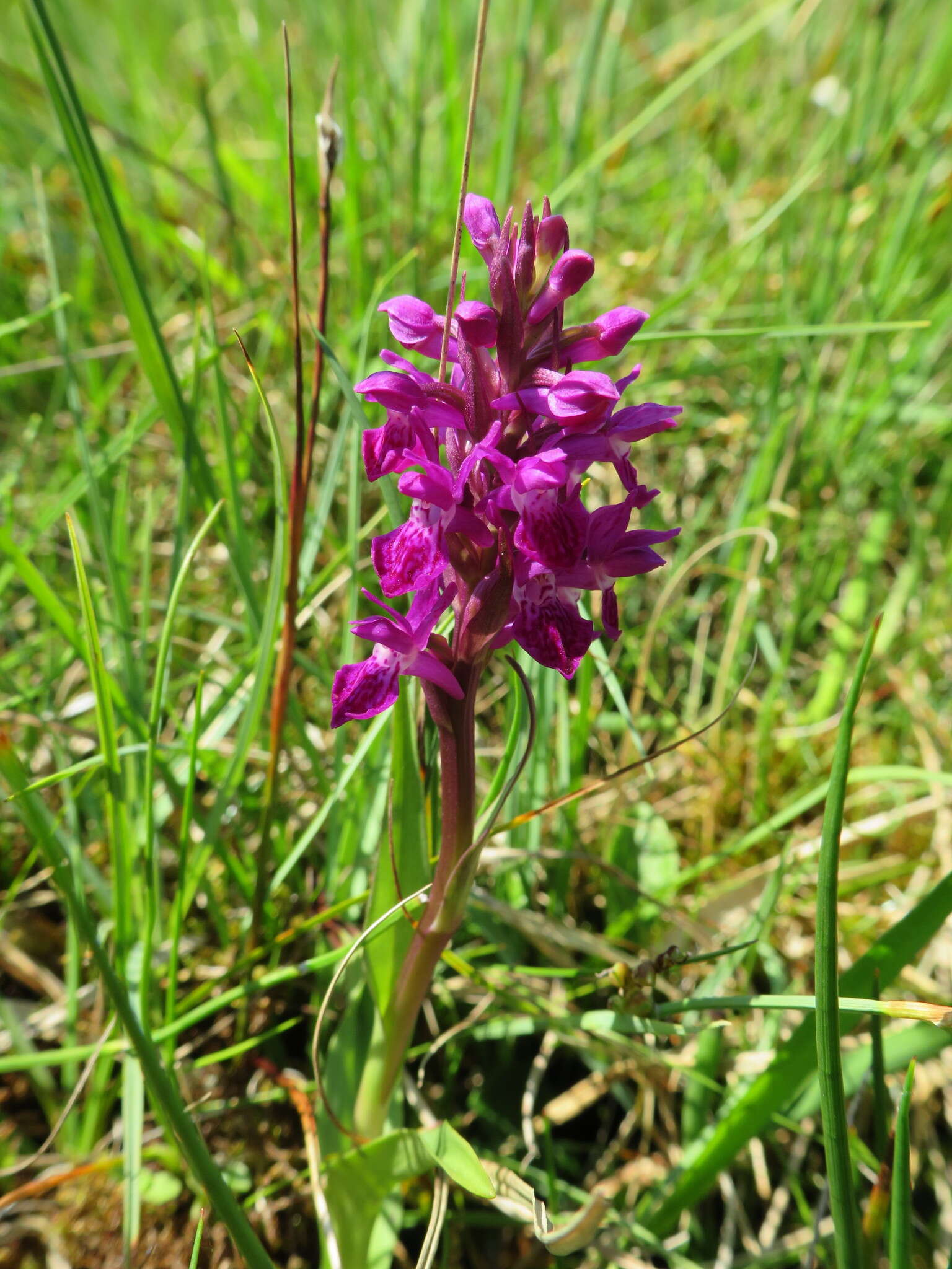 Image of Northern Marsh-orchid