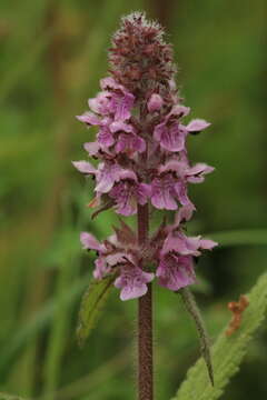 Imagem de Stachys aspera Michx.