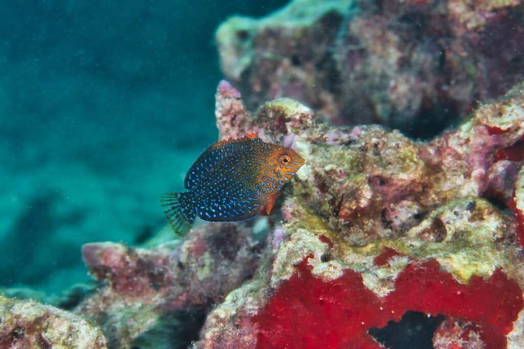 Image of Geoffroy's wrasse