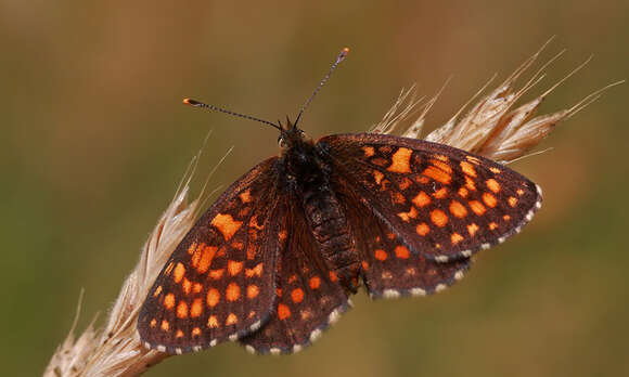 Imagem de Melitaea britomartis Assmann 1847