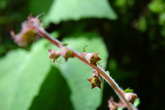 Image of Asimitellaria formosana (Hayata) R. A. Folk & Y. Okuyama