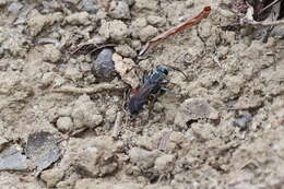 Image of Crabronid wasp