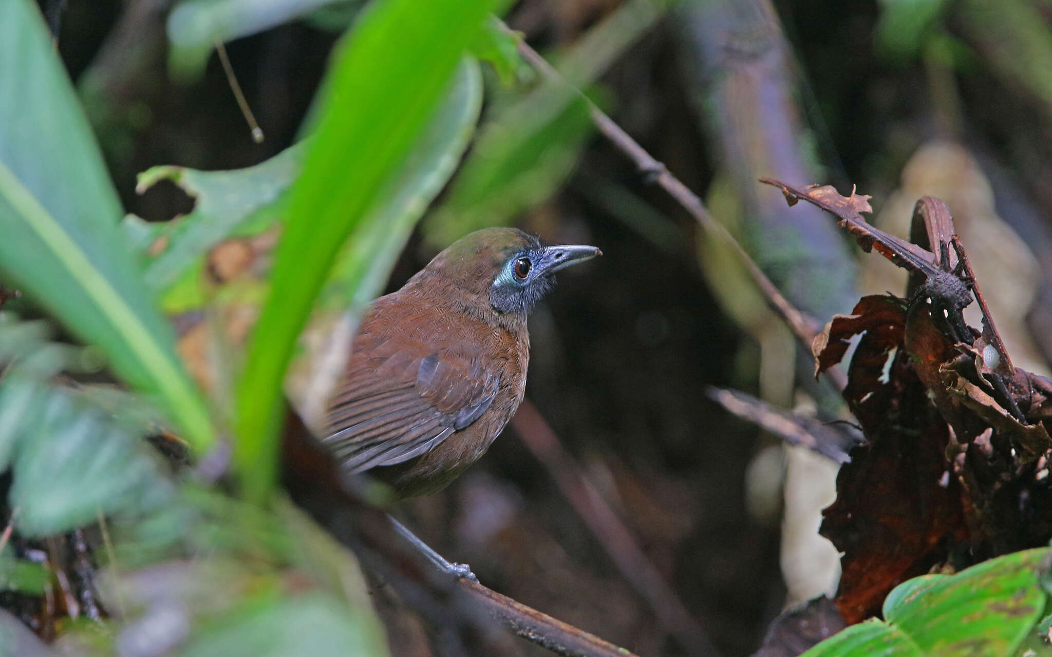 Image of Zeledon's Antbird