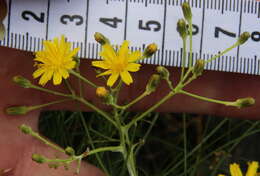 Image of Sonchus capillaris Svent.