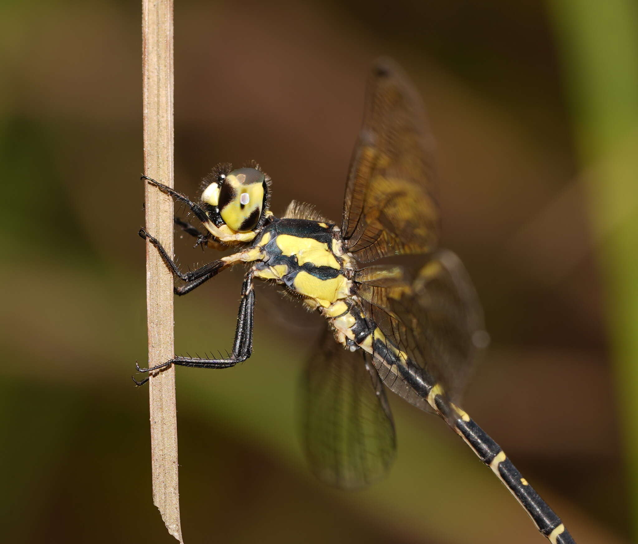 Image of Choristhemis Tillyard 1910