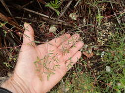 Image of prairie sandmat