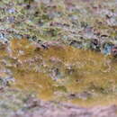 Image of coenogonium lichen