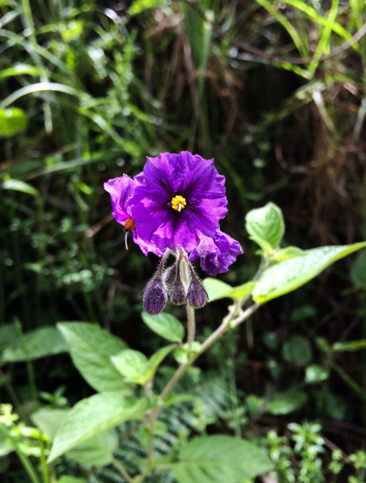 Image of Blue Potato Bush