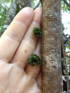 Image of Hymenophyllum sanguinolentum (G. Forst.) Sw.