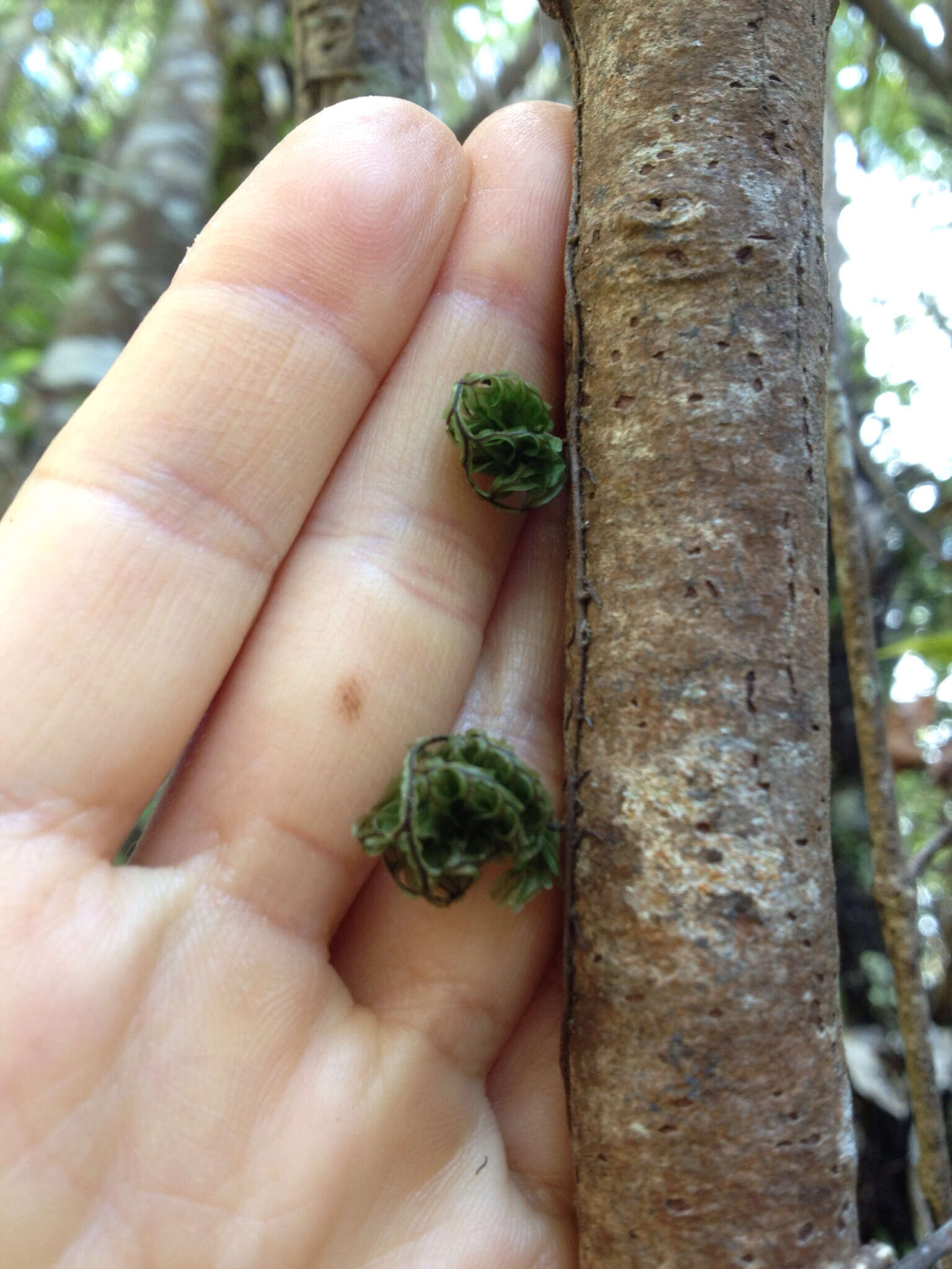 Hymenophyllum sanguinolentum (G. Forst.) Sw.的圖片