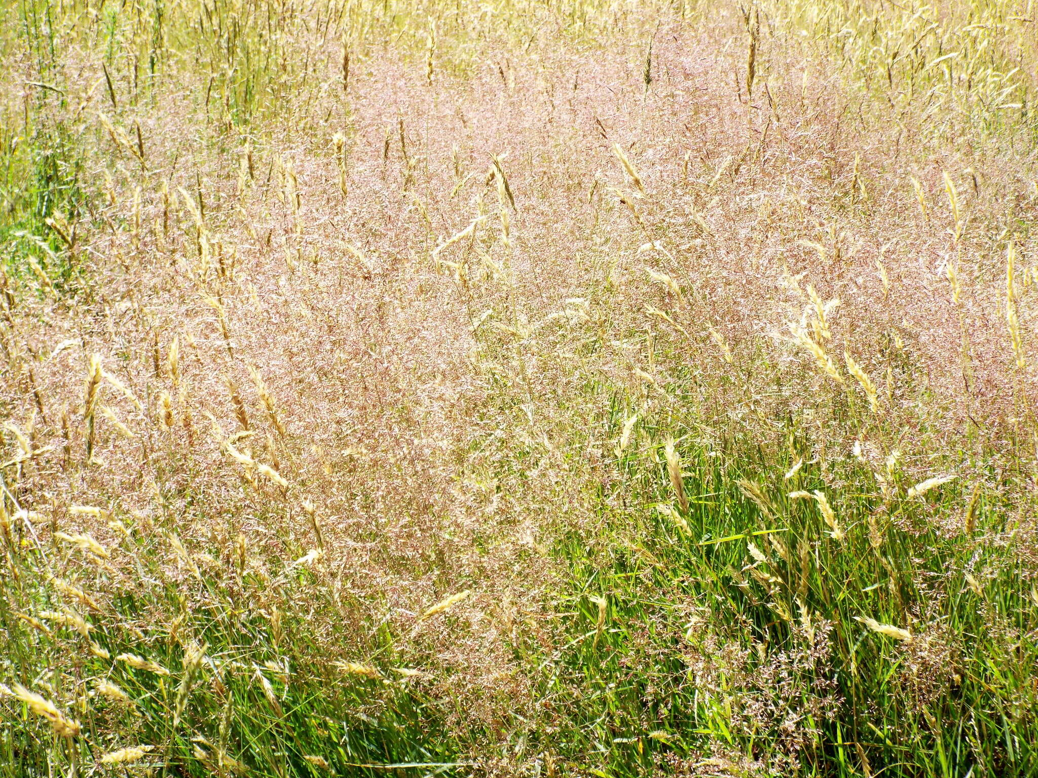 Image de Agrostis commun