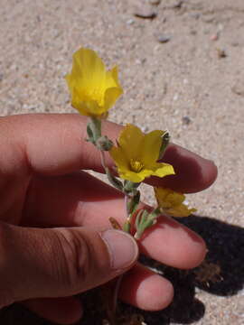 Image of pinyon blazingstar