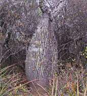 Image of Ceiba chodatii (Hassl.) P. Ravenna