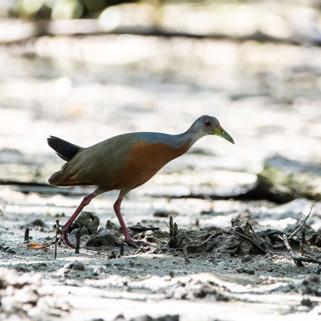 Image of Little Wood Rail