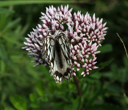 Sivun Eupatorium lindleyanum DC. kuva