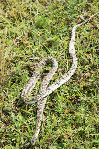 Image of Common Kingsnake