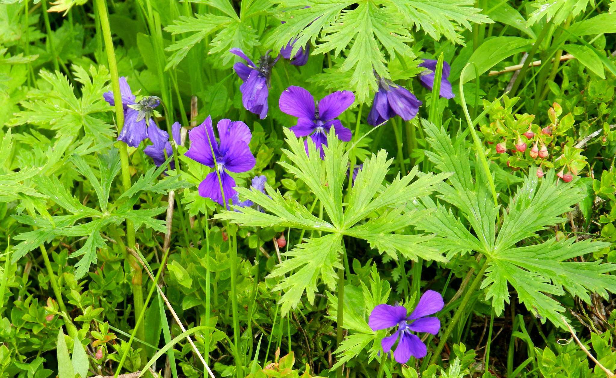 Image of Viola disjuncta W. Becker