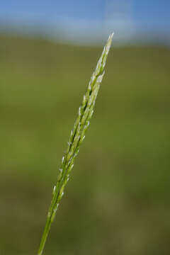 Image of Digitaria henryi Rendle