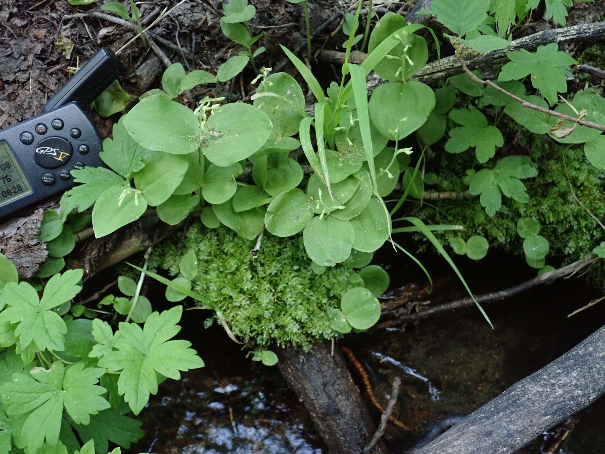 Image of Broadlipped twayblade