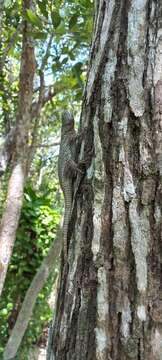 Image of Lundell's Spiny Lizard