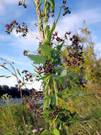 Sivun Vincetoxicum scandens Sommier & Levier kuva