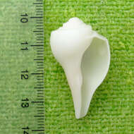 Image of pear whelk